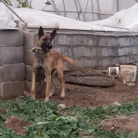 دوقلاه سگ مالینیوز