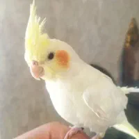 عروس هلندی گمشده