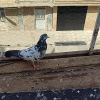 ۱۰ عدد کفتر پرشی|پرنده|مشکین‌دشت, |دیوار