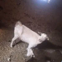 سه عددبزیکی الپاین یک جفت سانن ابست|حیوانات مزرعه|درمیان, |دیوار