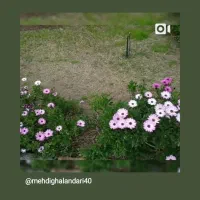 صفر تا صد باغبانی حرفه ای|خدمات باغبانی و درختکاری|بندر انزلی, دهکده ساحلی|دیوار