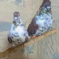 کبوتر گرفتنی گورگی تهران