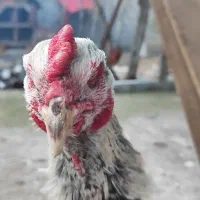 خروس لاری اصیل