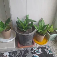 سانسوریا پاکوتاه