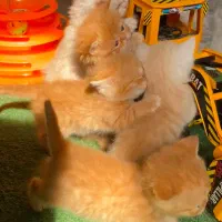 گربه بریتیش ماده گرینج