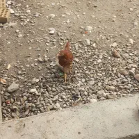 سلام  جوجه محلی وشاخدار دار کسی خاست درخدمت