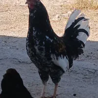 خروس گلین خال سوزنی معاوضه با قوغاز نر یا ۳تا مرغ