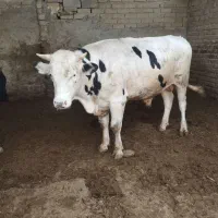 دو راس گوساله گوشتی پرواربندی شده