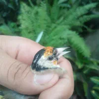 سهره