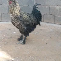 خروس تزئینی سرایان|حیوانات مزرعه|فردوس (خراسان), |دیوار