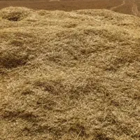 کاه جو دیم