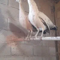 فروش طاووس ماده مصری وسفید