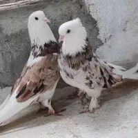 یک جفت کبوتر هما