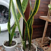 گل سانسوریا|گل و گیاه طبیعی|رشت, پیرکلاچای|دیوار