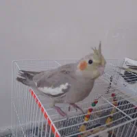 عروس هلندی