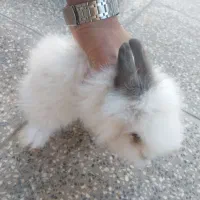 خرگوش لوپ عروسک