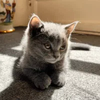 بچه گربه اسکاتیش