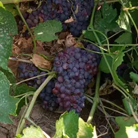 باغ و باغچه انگور ۱۰۰۰متری و... در تاکستان|فروش زمین و ملک کلنگی|تهران, آشتیانی|دیوار