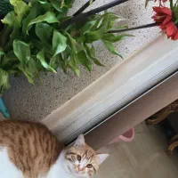 گربه|گربه|صدرا-فارس, فاز ۱|دیوار
