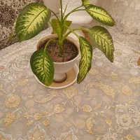 گل دیفن|گل و گیاه طبیعی|سبزوار, عارف|دیوار