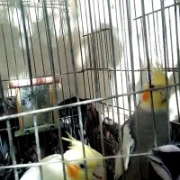 عروس هلندی|پرنده|صائین قلعه, |دیوار