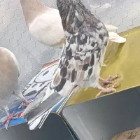 سرور هفت رنگ|پرنده|قم, شهرک مهدیه (مدرس)|دیوار