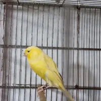 قناری. رسمی بلند|پرنده|تهران, جوادیه|دیوار