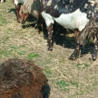 بز پاکستانی اصل پلنگی خاص،گوش دراز آبستن