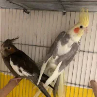 تعدادی جوجه عروس و بالغ و مولد(گیرینچیک ملنگو|پرنده|رشت, یخسازی|دیوار