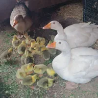 قاز با جوجه