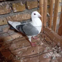 کفتر پلنگ سبز