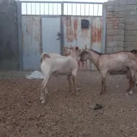 کهره نر|حیوانات مزرعه|بندرعباس, |دیوار