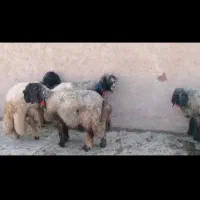 میش بختیاری|حیوانات مزرعه|شیراز, میانرود|دیوار