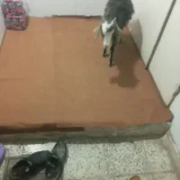 بزغاله|حیوانات مزرعه|اقبالیه, |دیوار