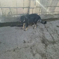 سگ .ماده. رنجر|سگ|مشهد, نظام دوست|دیوار