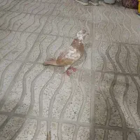 کبوتر زردبوره