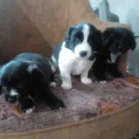 فروش فوری تریر