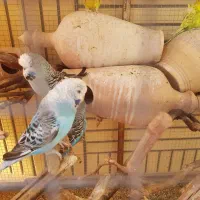 مرغ عشق انگلیسی گریدB