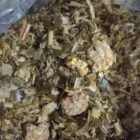 فروش ذرت علوفه ای برادام