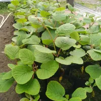 فروش نهال کیوی