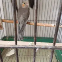 سلام یه جوجه عروس هلندی  به فروش میرسد