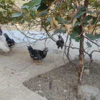 مرغ خروس گلین زیبا|حیوانات مزرعه|فولادشهر, B2|دیوار