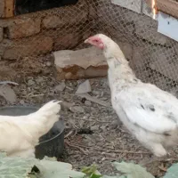 فروش مرغ لاری تخم گذار