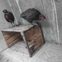 مرغ وخروس  خانگی یک جفت|پرنده|مشهد, کوشش|دیوار