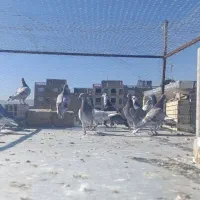 کفتر|پرنده|شیراز, کوشک میدان|دیوار