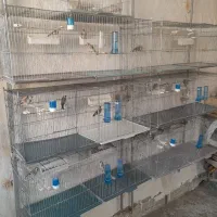 سهره نر .|پرنده|ساوه, |دیوار