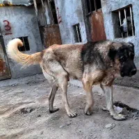 سگ سرابی  دونیم  سال  زات  قدیم نگهبان و گارد