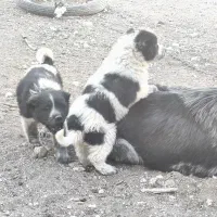 واگذاری قهدریجونی همه چی تموم|سگ|ارسنجان, |دیوار