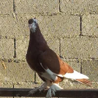 کبوتر تزئینی