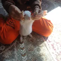 خرگوش ۲ماهه